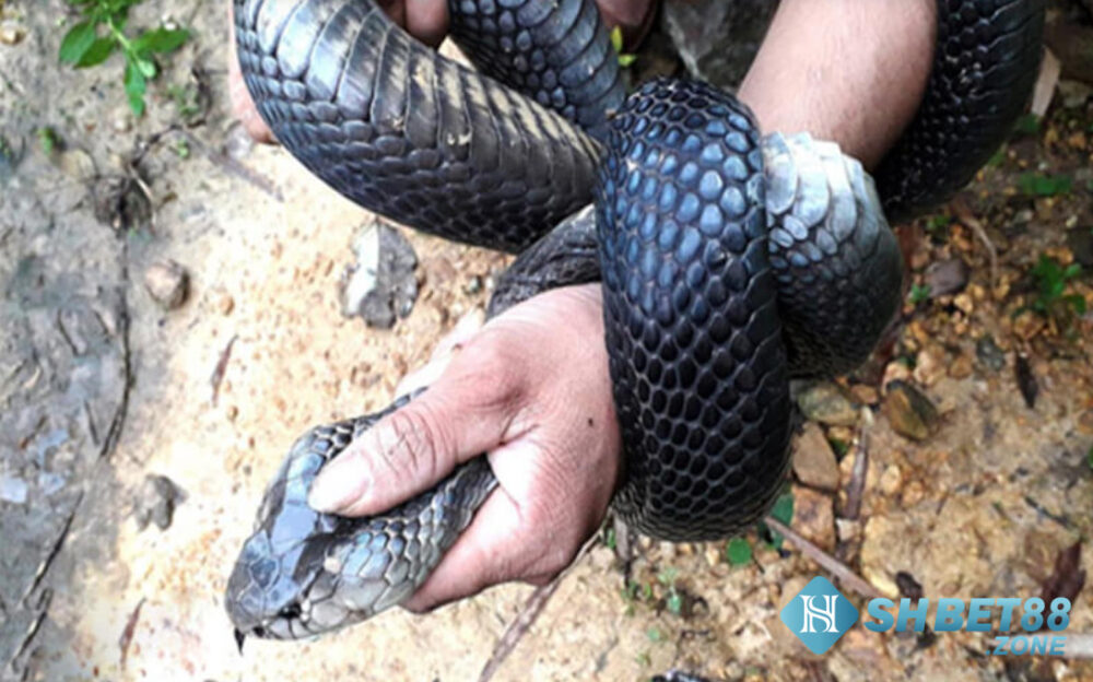 Nằm mơ thấy bắt rắn nên đánh lô gì để trúng ngay? 6 Mơ thấy mình bắt rắn chung chung