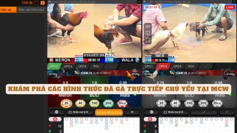 Đá Gà Trực Tiếp Tại Mcw - Trải Nghiệm Cá Cược Độc Đáo 10 Khám phá các hình thức đá gà trực tiếp chủ yếu tại mcw