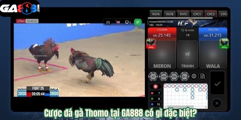 GA888 - Trải Nghiệm Cược Đá Gà Thomo Uy tín 2025 5 Cược đá gà Thomo tại GA888 có gì đặc biệt?